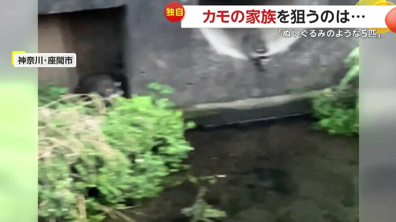 水路から姿を見せたアライグマ