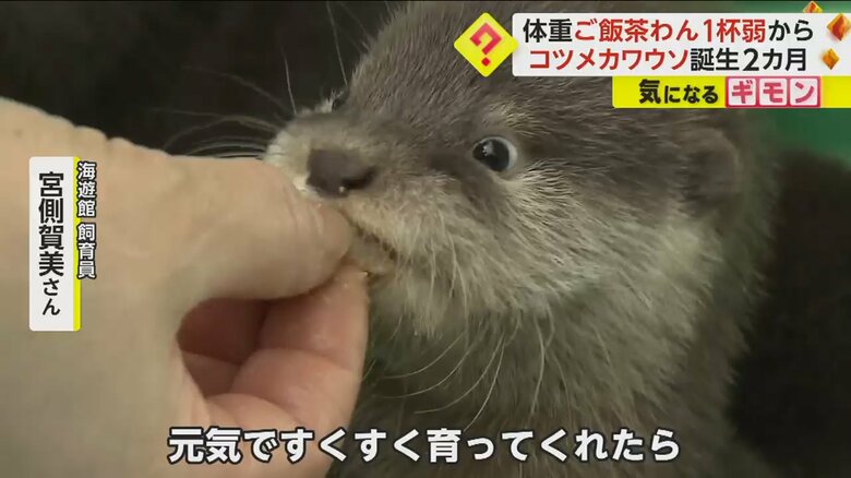 飼育員からエサをもらうコツメカワウソの赤ちゃん