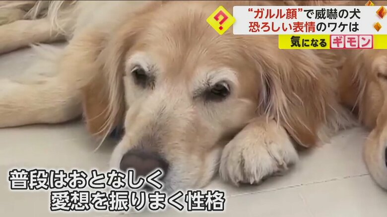 普段はおとなしいルーシーちゃん。リラックスしている時の様子