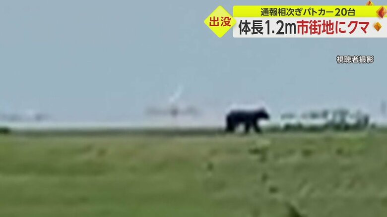 土手を上り、道路と見られる場所を悠々と歩いて行く