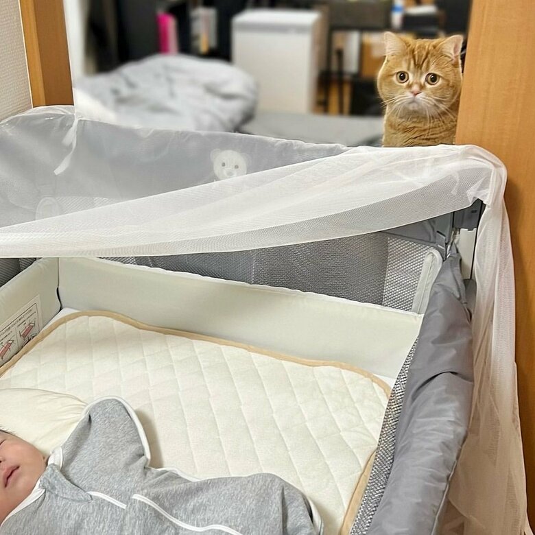 遠くから見守ることも…