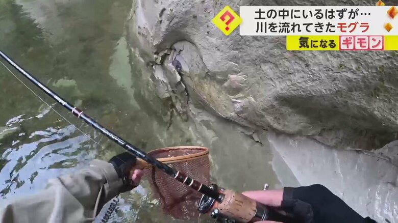 釣りで使用していたタモに向かって泳いでくるモグラ②