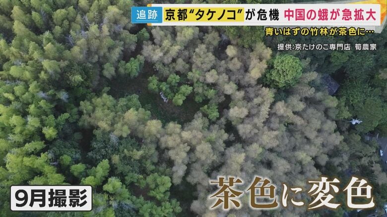 9月にはタケノコ畑が茶色に変色