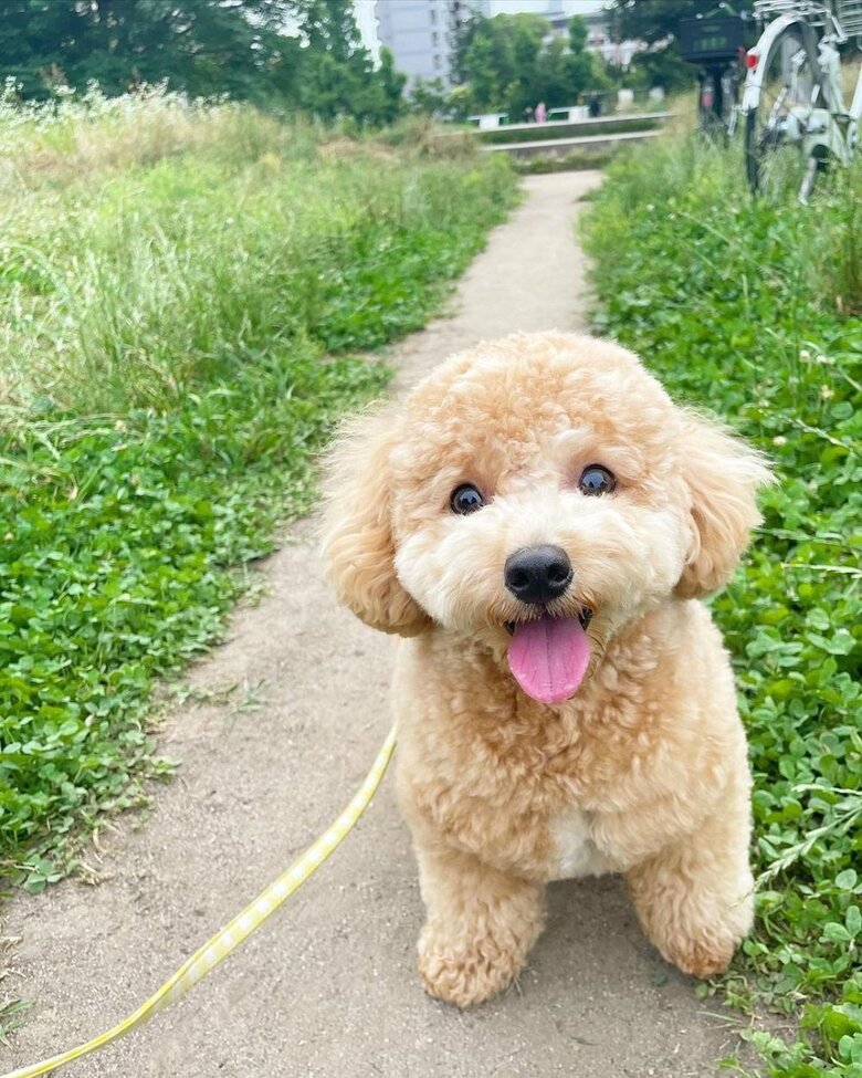散歩中