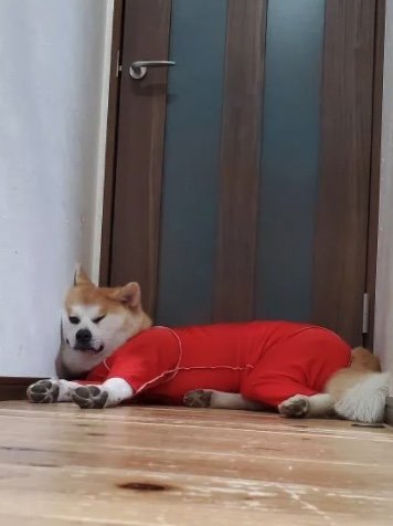 提供：秋田犬 杏(あん)と蓮(れん)さん