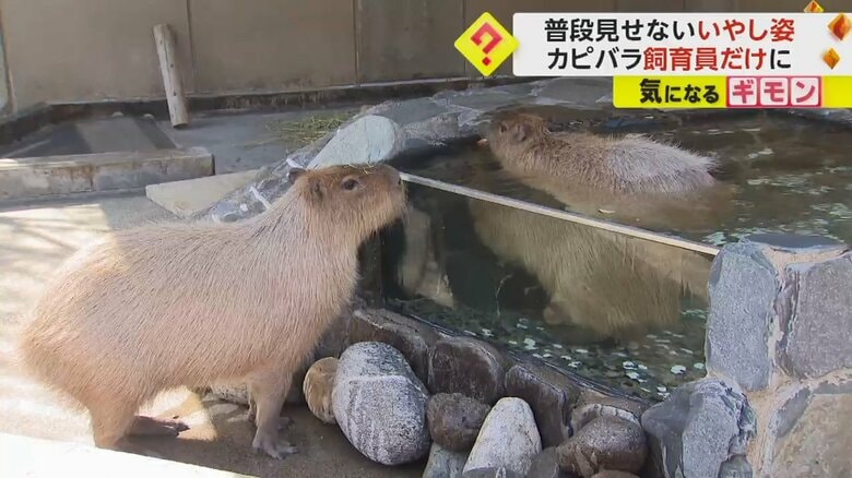 温泉に浸かるカピバラを見つめる、別のカピバラ