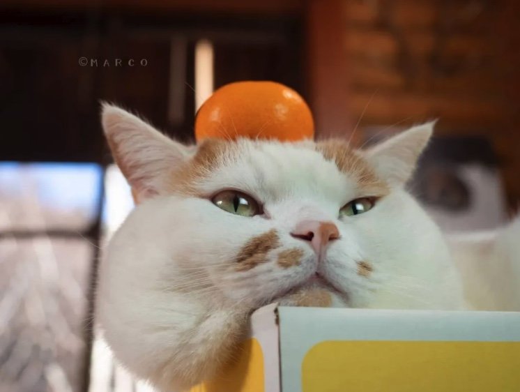 提供：MARCOさん