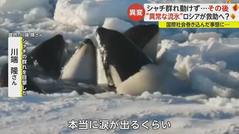 「血を出しながらも一生懸命やっていた」シャチたちは水路を開けようと氷を押したりしていたという