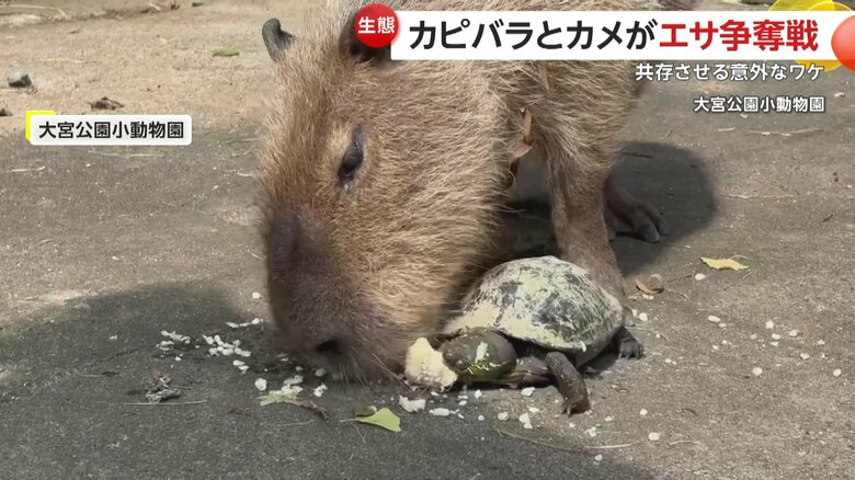 トウモロコシを取り合いながら食べるカピバラとカメ