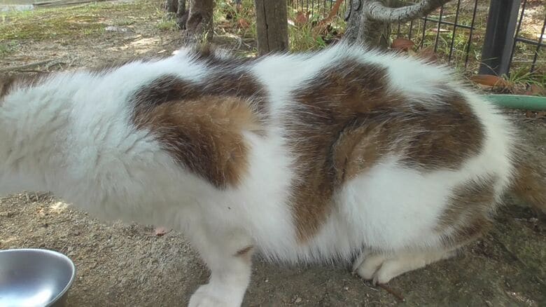 体にハートの模様が2つ…「ココロちゃん」と呼ばれているネコ