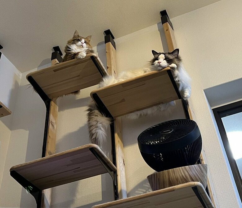 キャットタワーの上から見下ろす