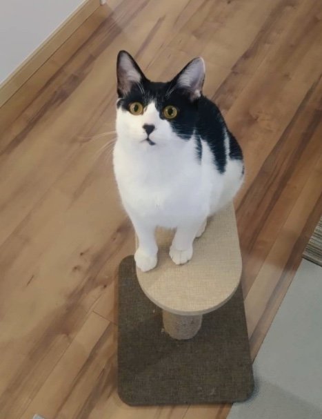 カフェくん（提供：かふぇらてさん）