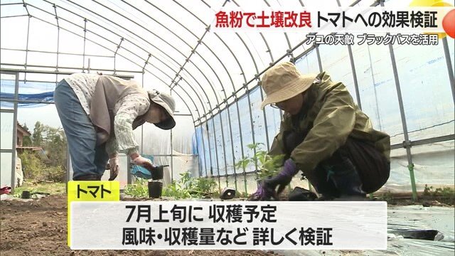2種類の畑で栽培したトマトは7月に収穫され、果実のまま・ジュースに加工して効果を検証する