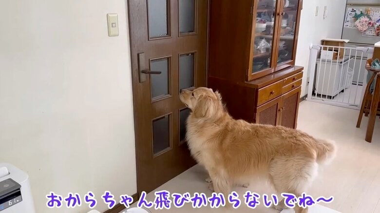 提供：豆柴うに&ゴールデンレトリバーおからさん