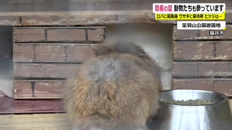 頭だけでも保冷剤のあるエリアに行こうとしているウサギ