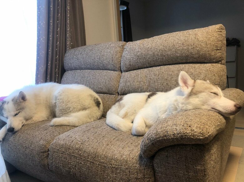 左：銀太くん　右：緋那子ちゃん（提供：斑柄兄妹（銀太と緋那子）さん）