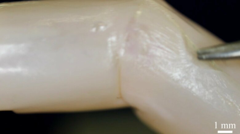 自ら傷を治す「修復能力」も確認された（提供:東京大学）