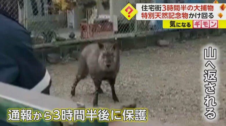 神社や銀行など住宅街を駆け抜け、歯医者の駐車場で捕獲