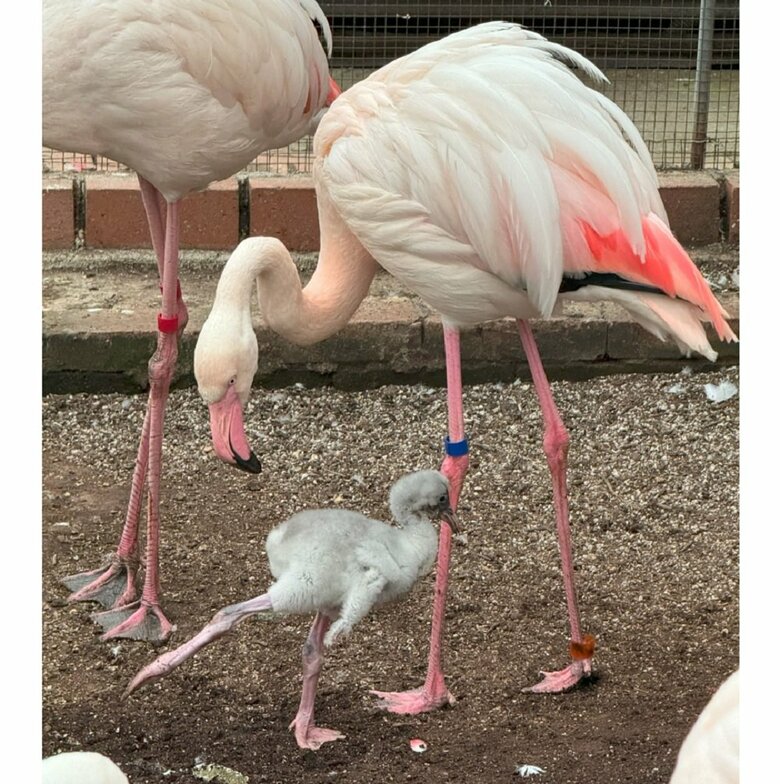 6月頃がフラミンゴのベビーシーズン（提供：富士花鳥園）
