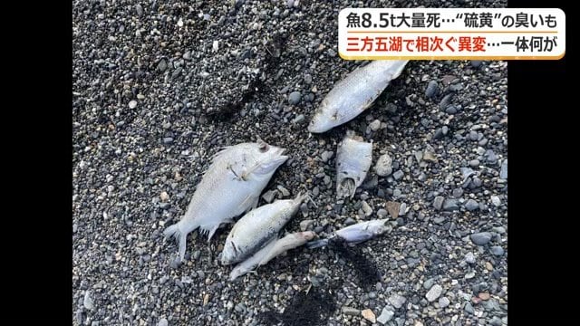 死んだ魚が大量に…周囲には悪臭が立ち込めた