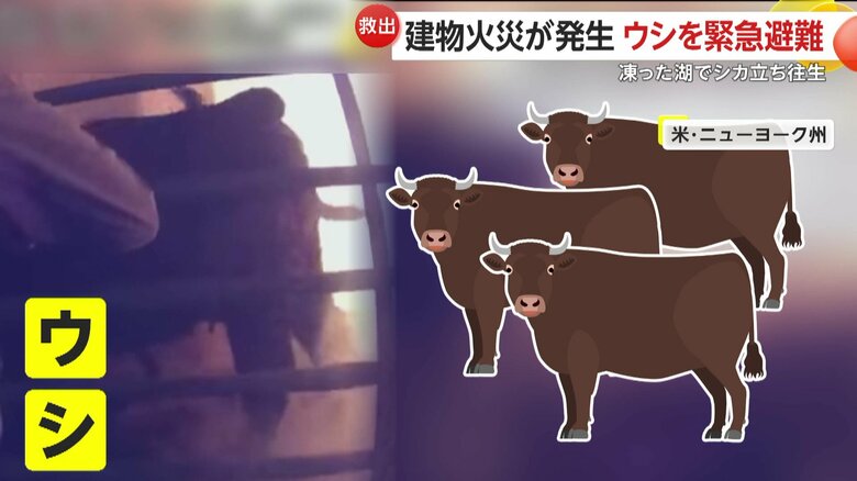 柵の中で逃げられずにいたウシ（Lewiston Police Department）