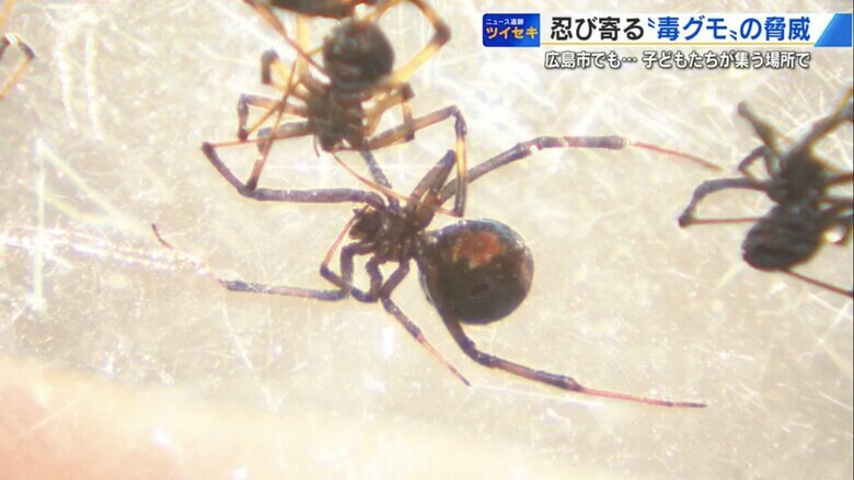 特定外来生物「セアカゴケグモ」