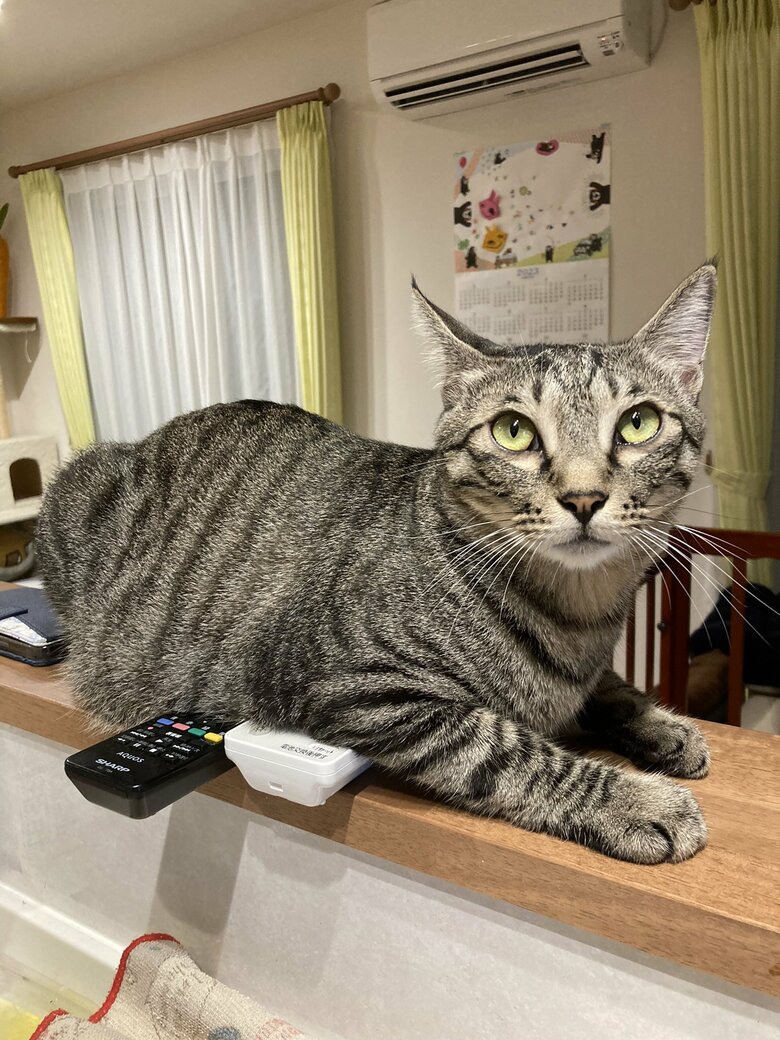 提供：かぎしっぽすず&つむぎさん