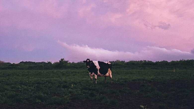 牧場には放牧地もあり、放牧もさせる（提供：Kalm角山）