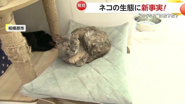 保護猫カフェの協力のもと検証をおこなった取材班