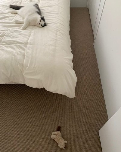 リラックスしているけど“へそ天”ではないオッタくん