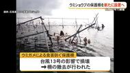 石垣島　台風13号で全壊したウミショウブ保護柵を撤去