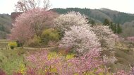 春爛漫の里山の景色　二本松市・さつき山公園のサクラ《ふくしま桜紀行2025》