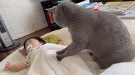 赤ちゃんの反応もしっかりチェック? 猫が優しく“マッサージ”する姿が微笑ましい