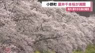 穏やかな春の陽気　小野町の夏井千本桜が満開に　日中の最高気温は会津若松で24℃予想　福島