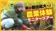 “米の輸出拡大”へ外国人向け米どころ新潟で農業体験モニターツアー「日本の文化や食に興味ある人多い」