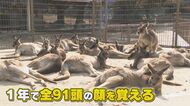 91頭のカンガルーを瞬時に見分ける能力を持つ“スーパー飼育員” 「みんな同じ顔？」「いえいえ違います」 【福岡発】
