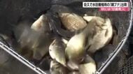 秋には郷土食の“甘露煮”に　「親ブナ」の出荷始まる　長野・佐久市