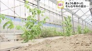 緑のカーテンで暑さ和らげる 各地で今年最も暑く