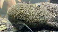 口をもぐもぐ? アニメキャラのような生き物が話題…生態を専門家に聞いた