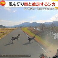 【独自】「わ！わ！すごい！」田園地帯を疾走する2匹のシカが堤防を駆け上がり車の前を横切る　撮影者「夜だとブレーキ間に合ったかどうか…」　福井・小浜市