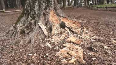 「人間の仕業で間違いない」公園の樹木が無残な姿に…根元の部分だけボロボロ一体何のため?