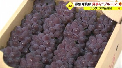 生産量日本一を誇る「デラウェア」・最優秀賞に選ばれたブドウには新鮮さを表す白い粉“ブルーム”がしっかり残る…【山形発】