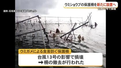 石垣島　台風13号で全壊したウミショウブ保護柵を撤去