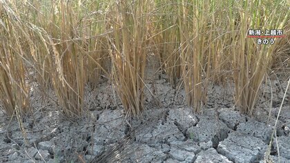 【悲鳴】｢くず米になっちゃう…｣日本の米どころ新潟が大ピンチ　原因は“水不足と暑さ”　枝豆・ひまわり・ニシキゴイも被害に