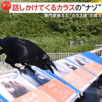 【カラス語】撮影者に「カァ！グルルル」　専門家「トドの鳴きまね」と指摘…比較すると確かに似てる！？　北海道・小樽市「おたる水族館」
