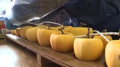 丸森町で人気イベント「ころ柿」作り体験会　皮むきから干し作業まで　参加者「冷凍するとおいしい」〈宮城