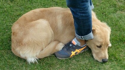 「助けてくれ〜」犬見知りを発動した愛犬の姿が愛おしい…ドッグランではいつものこと？飼い主に聞いた