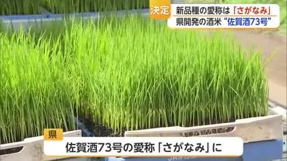 愛称は「さがなみ」に！酒米の新品種「佐賀酒73号」　県が９年かけて開発【佐賀県】