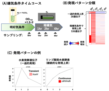 ~DNAの高次構造はラン藻の転写制御の新たな視点~水素生産遺伝子を制御するラン藻のグローバル転写因子cyAbrB2は核様体結合タンパク質である