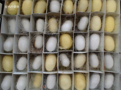 愛子さまが飼育された蚕の写真　宮内庁が公開